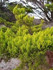 Cupressus pygmaea