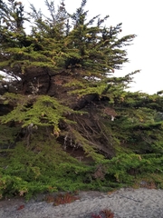 Cupressus pygmaea