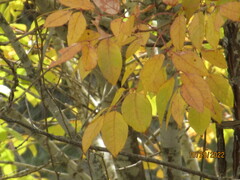 Fraxinus pennsylvanica