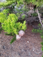 Cupressus pygmaea