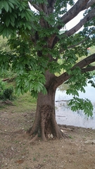 Ceiba pentandra