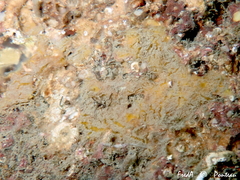 Mycale lingua