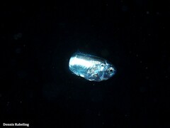 Trachinotus ovatus