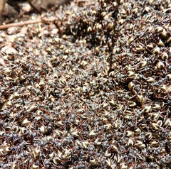 Dolichoderus doriae