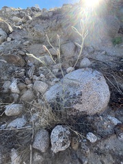 Palafoxia arida arida