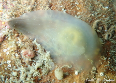 Phallusia fumigata