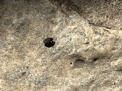 Pseudopamera nitidula