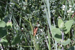 Diacrisia sannio