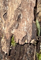 Armadillidium nasatum
