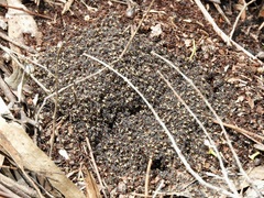 Dolichoderus doriae
