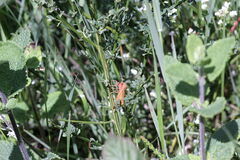 Diacrisia sannio
