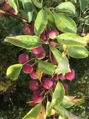 Prunus maritima