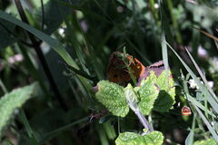 Diacrisia sannio