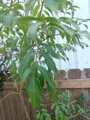 Sambucus canadensis