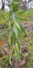 Melaleuca salicina