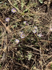 Erigeron divergens