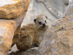Procavia capensis capensis