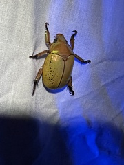 Anoplognathus olivieri