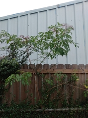 Sambucus canadensis
