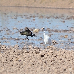 Bubulcus ibis