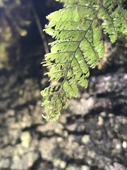 Hymenophyllum dentatum