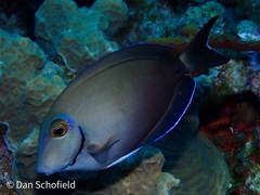 Acanthurus tractus