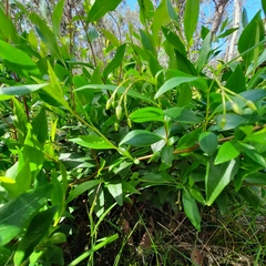 Billardiera heterophylla