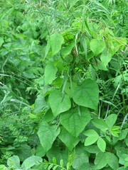 Menispermum dauricum