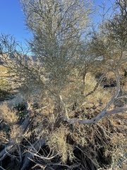 Psorothamnus spinosus