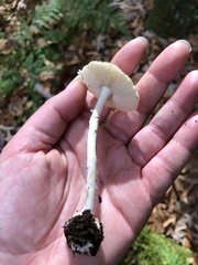 Amanita bisporigera