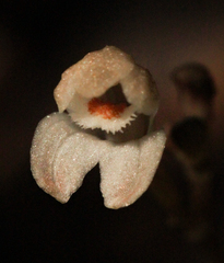 Didymoplexis micradenia