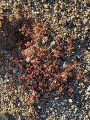 Euphorbia setiloba