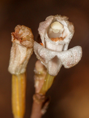 Didymoplexis micradenia