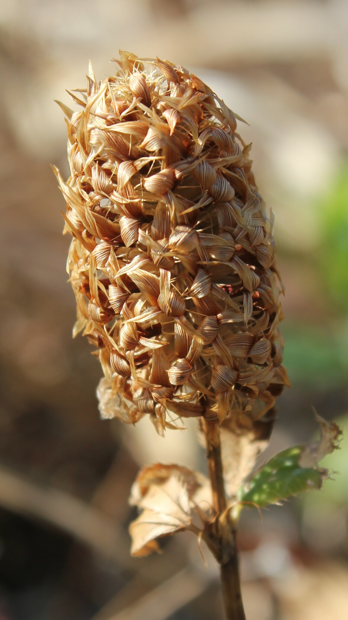 Trifolium mutabile