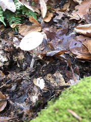 Amanita bisporigera