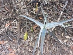 Aloe arborescens