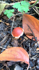 Leratiomyces ceres