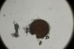 Phyllactinia fraxini