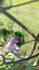 Calomacraspis splendens