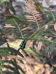 Chrysolopus spectabilis