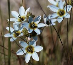 Ixia monadelpha