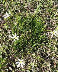 Zephyranthes candida