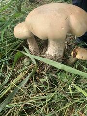Macrocybe