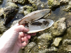 Ortmanniana ligamentina