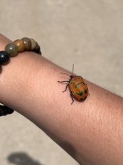 Tectocoris diophthalmus