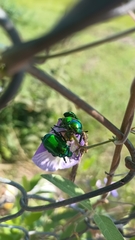 Calomacraspis splendens