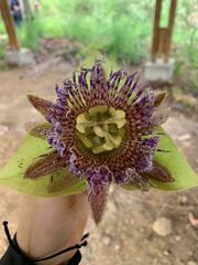 Passiflora