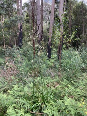 Anigozanthos flavidus