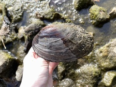 Ortmanniana ligamentina