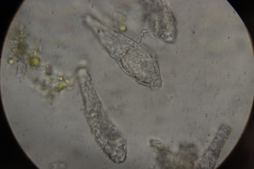 Phyllactinia fraxini